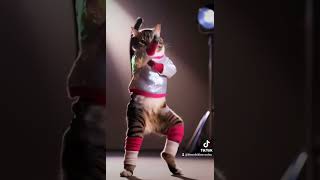 кючек bellydance cat catdance petdanceanimalslovers shorts cute animaldance zoo ai [upl. by Ocer84]