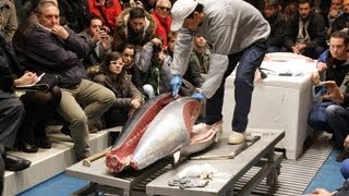 Ronqueo de atun rojo en Laredo [upl. by Fanchet]