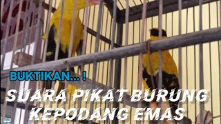 MP3 Kepodang Emas Suara Pikat Andalan Ismailblusukan [upl. by Scoville610]