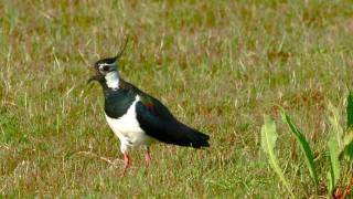 Tofsvipa Vanellus vanellus  Lapwing [upl. by Ibot]