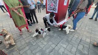 PETEX India show at Hyderabad Pet show Dog lovers dog [upl. by Aidua]