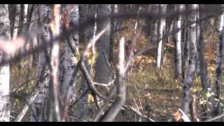 Silvertine Aaron Harvests the SCI World Record Cossbow Mouflonmpg [upl. by Jalbert947]