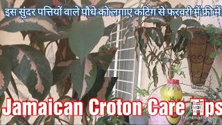 Beautiful leaves Plant Gryptophyllum Pictum  Caricature plant Jamaican Croton Plant Care Tips [upl. by Dnaltroc]