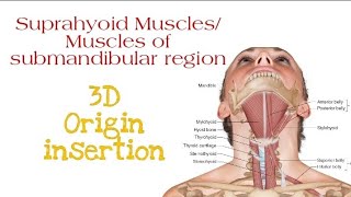 Suprahyoid Muscles All four layers  Origin insertion [upl. by Nysilla]