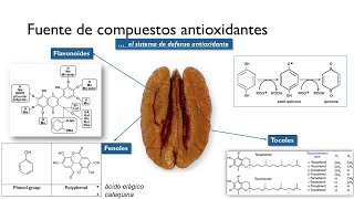 Nanomedicinas de tocoles y fenoles innovaciones en el tratamiento del cancer 🥜🔬 [upl. by Icnarf33]