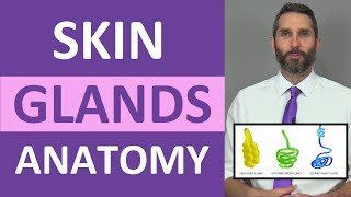 Skin Glands Anatomy Sweat Glands Sebaceous Glands Integumentary System [upl. by Evelunn]