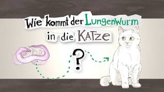 Wie kommt der Lungenwurm in die Katze – ein Erklärvideo [upl. by Enahs]