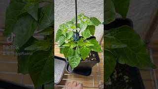 der Beste Chili Steckling meines Lebens 🥺 garden peppergrowing gardening peppergarden follow [upl. by Azial]