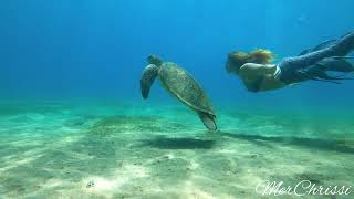 💕A Sea ​​Turtle is playing with a Real Mermaid💕 [upl. by Hplar]