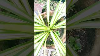 Pandanus Veitchii commonly known as the quotScrew Pinequot plant propagation amp care gardening shorts [upl. by Ayikal]