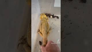 Bearded dragon eating DUBIA [upl. by Tybie863]