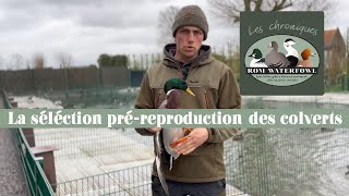 Rom Waterfowl vous présente la sélection préreproduction pour les colverts au sein de son élevage [upl. by Viola]