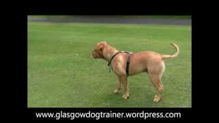 Serge Dogue de Bordeaux 7 months [upl. by Erdnad]