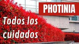 👉Cómo 🌱⛏️PLANTAR un SETO DE PHOTINIA ROJA🟥 [upl. by Egerton]