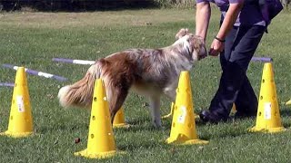 Agility exercises for dogs under 12 months [upl. by Otha590]