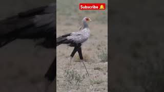 Don bird trending shorts viralvideo video news newtrend birdslover birds look forest 10k [upl. by Ahsenauj]