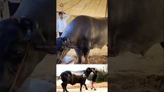 😳எருமையின் விலை ரூ 23 கோடி😱😱 1500 kg buffalo😳 Time Pass Panda YT buffalo record shocking [upl. by Jodie988]