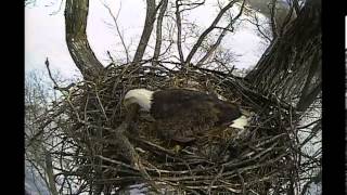 2014 02 13 Decorah Eagles  Mom brings a giant stick [upl. by Haroppizt]