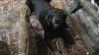 Hank the Black and Tan Coonhound Howls and Barks [upl. by Retxab]