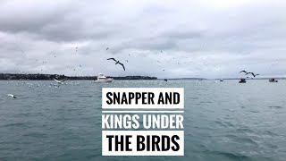 Snapper and kings under the birds You’ve never had it this good [upl. by Tiebout902]