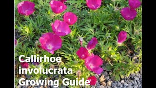 Callirhoe involucrata Growing Guide  How to Grow Purple Poppy Mallow [upl. by Anitrak]