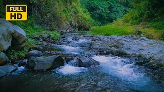 Healing Water Sound ASMR  Flowing River for Meditation amp Emotional Balance [upl. by Legna170]