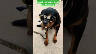 Smart rottweiler treat hold training session 72 shorts [upl. by Naziaf572]