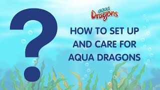 How to Set Up and Care for Aqua Dragons [upl. by Eerolam]