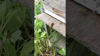 Western Honeybees Flee Into Hive as Giant Hornet Approaches [upl. by Aspa377]