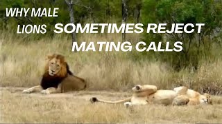 Why Male Lions Sometimes Reject Mating Calls [upl. by Germana398]