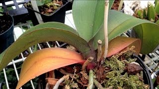 ORCHID CARE  Yellow Leaves and Other Ailments PART 1 How to remove Old yellow Leaves [upl. by Embry]