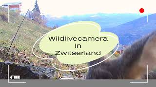 Wildlive Switzerland [upl. by Adnorahs]