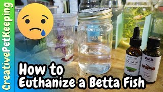 How to Humanely Euthanize a Betta Fish 🐟 Different Methods [upl. by Ailugram]