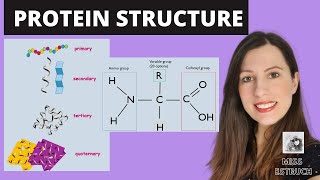 PROTEIN STRUCTURE Amino acid structures Primary secondary tertiary and quaternary proteins [upl. by Hedaza108]