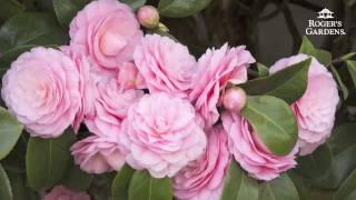 Gardening 101 Series  How to Plant amp Maintain a Camellia [upl. by Nats289]