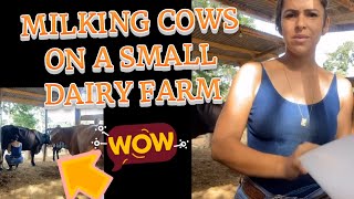 milking cows on a small dairy farm 😧How to Milk a Cow by Hand [upl. by Enovad]