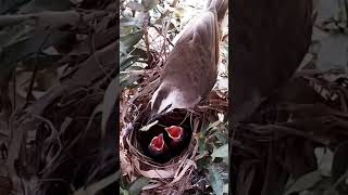 httpsyoutubePzNEmC68QYellow vented bulbul Bird brings food to feed the baby forever [upl. by Tasiana937]