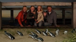 Phillip Island Penguin Parade and Australian Wildlife Experiences around Melbourne [upl. by Sallie]