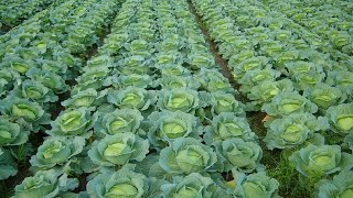 How to Grow Cabbage  Cabbage Farming and Cabbage Harvesting [upl. by Nerhe165]