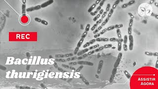 MANEJO ECOLÓGICO DE PRAGAS  Conheça o Bacillus thuringiensis [upl. by Barnum]