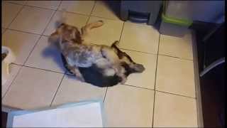 FEMALE YORKIE DOMINATES GERMAN SHEPHERD PUPPY MUST SEE [upl. by Enila]