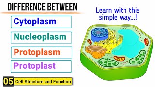 Difference among Cytoplasm Protoplasm Nucleoplasm and Protoplast  J Biology [upl. by Attikin509]