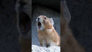 Hear the American Pika Sound [upl. by Temple]