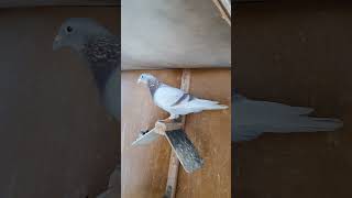 Homing pigeon hobby [upl. by Assirehc]