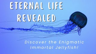 Immortal Jellyfish Unlocking the Secrets of Reversing Aging and Regeneration [upl. by Aiela957]