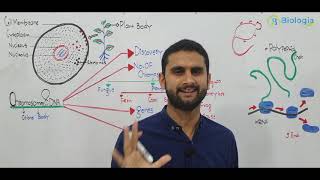 Ch 20 Lec 1 Chromosomes and DNA Fsc Part 2 Ch 20 UrdueHindi lecture MDCATNEET Muhammad Bilal [upl. by Inman]