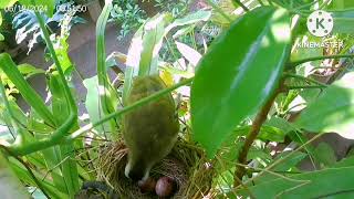 yellow vented bulbul [upl. by Ahsya490]