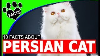 Top 10 Fun Facts About Persian Cats  Cats 101 [upl. by Nnylaj]