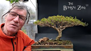 Hard Pruning My Serissa The Bonsai Zone April 2024 [upl. by Ennairrek191]