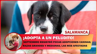 SEPTIEMBRE REGISTRÓ POCAS ADOPCIONES CANINAS RAZAS GRANDES Y MEDIANAS LAS MÁS AFECTADAS [upl. by Reve]